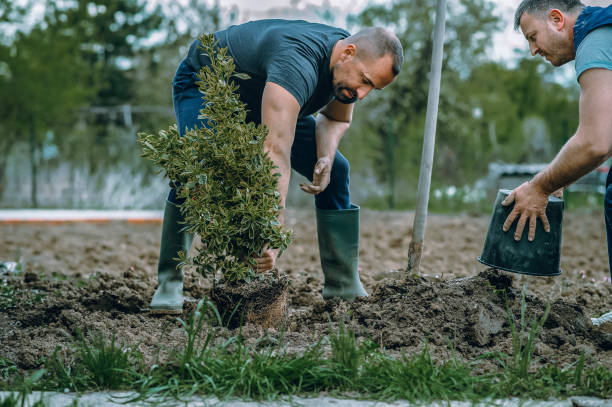 Best Emergency Tree Removal  in Helena, OK