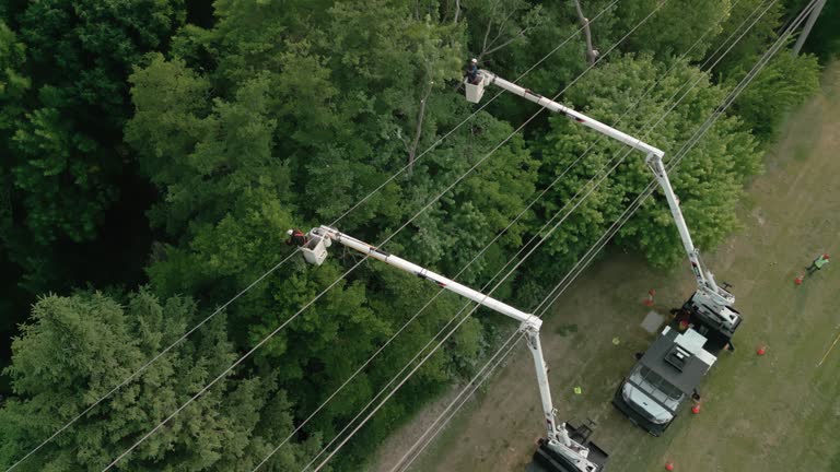 How Our Tree Care Process Works  in  Helena, OK