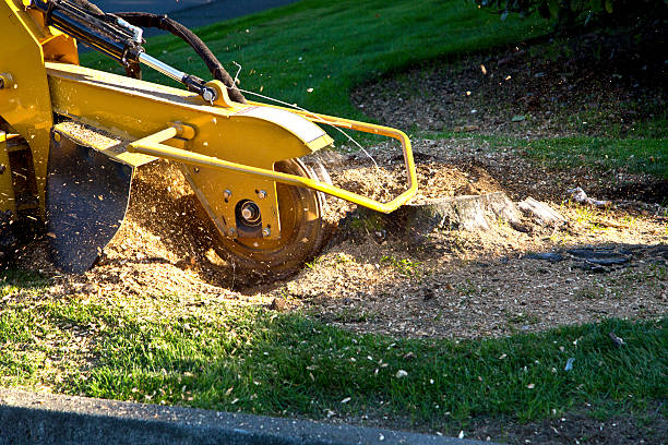 Best Fruit Tree Pruning  in Helena, OK